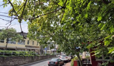Bad Godesberg: Wespenalarm am Moltkeplatz