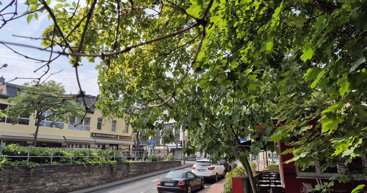 Bad Godesberg: Wespenalarm am Moltkeplatz