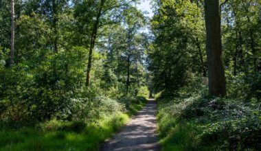 Feuerwehr übt für Waldbrand im Hardter Wald