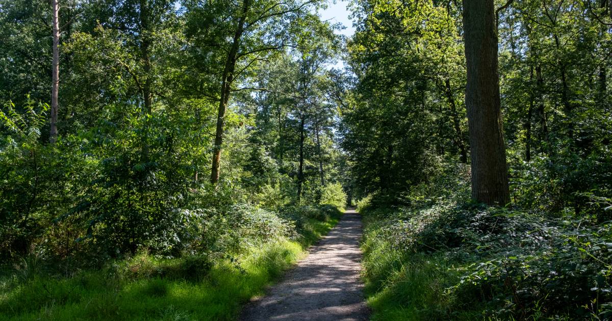 Feuerwehr übt für Waldbrand im Hardter Wald