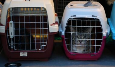 63 Katzen in Bonn gerettet „Leben in Fäkalien und Dreck“