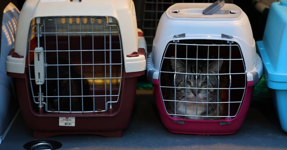 63 Katzen in Bonn gerettet „Leben in Fäkalien und Dreck“