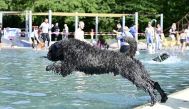 Freibadsaison in Mönchengladbach: Hundeschwimmen im Volksbad