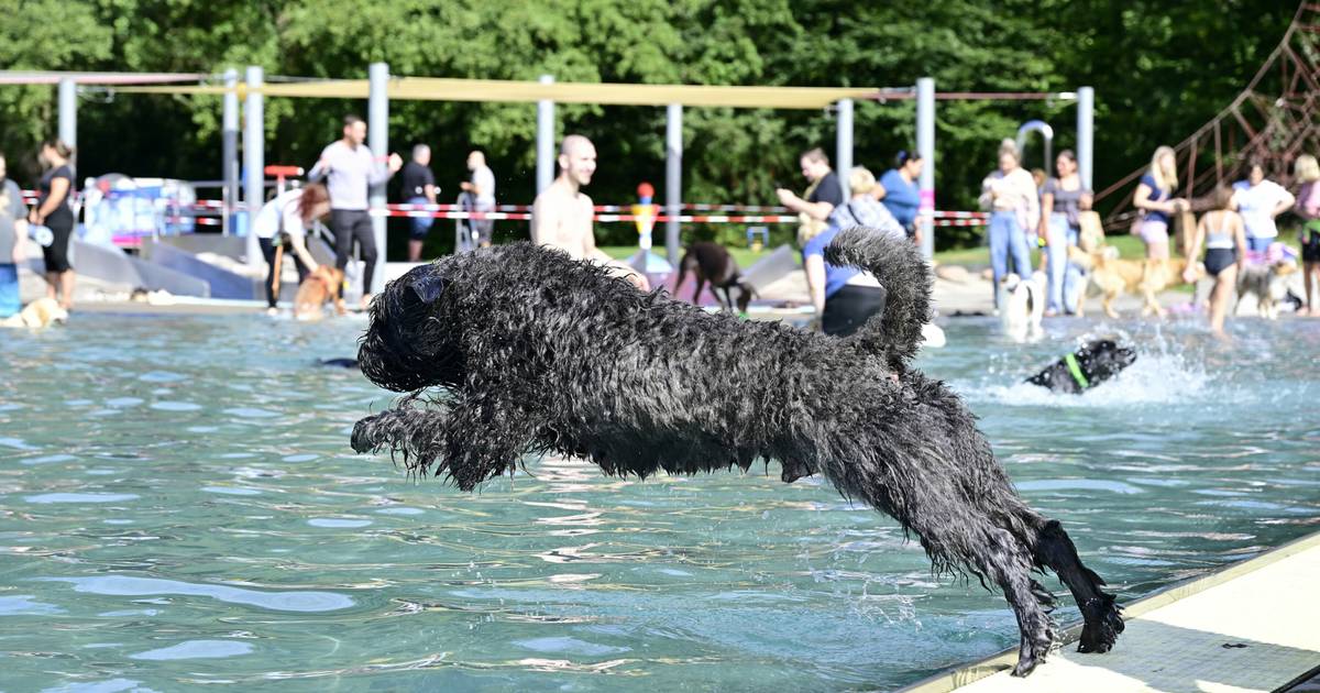 Freibadsaison in Mönchengladbach: Hundeschwimmen im Volksbad