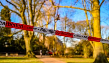 Baumfällungen im Schlosspark – das ist der Stand der Dinge