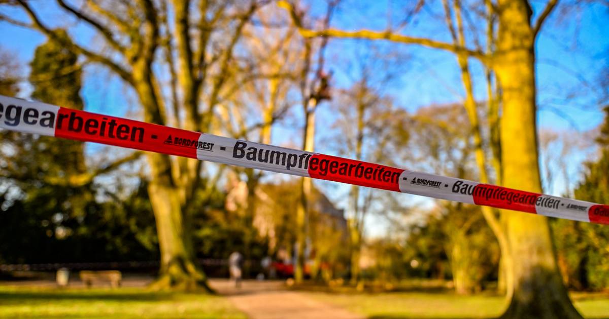 Baumfällungen im Schlosspark – das ist der Stand der Dinge