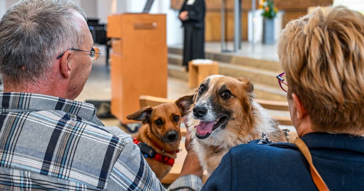 So war der Gottesdienst für Mensch und Tier in der Stadtkirche