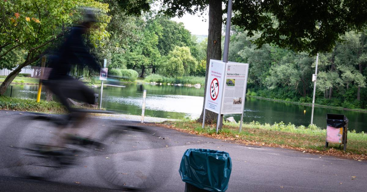 Stadt Bonn sieht kein Problem wegen Algen im Rheinauensee