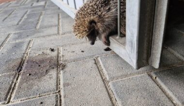 Nabu kritisiert die Versorgung von kranken Wildtieren