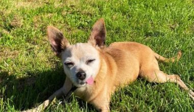 Hund Riva stirbt nach E-Scooter-Unfall in Bonn