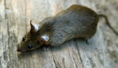 Wie die Stadt gegen Ratten kämpft