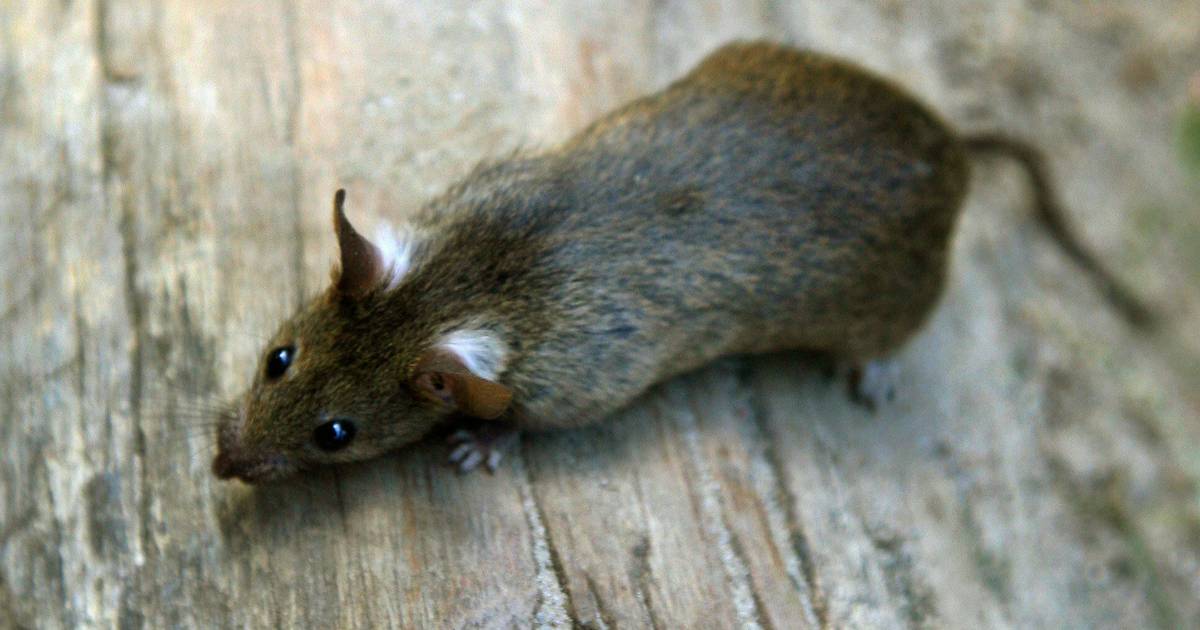 Wie die Stadt gegen Ratten kämpft