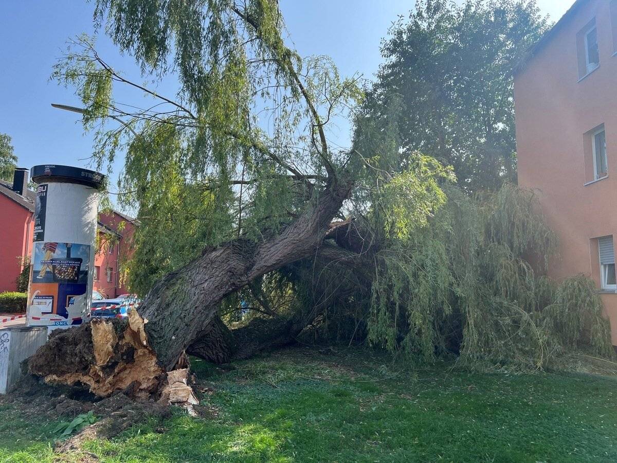 Ein Baum war am Dienstag knapp neben ein Wohnhaus in Endenich gefallen.