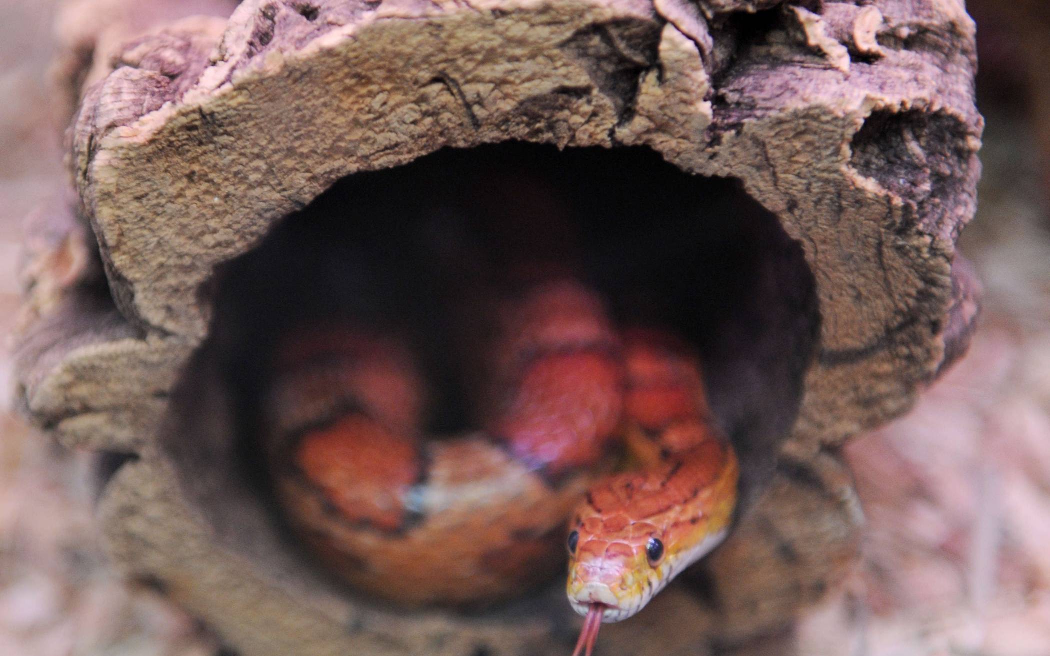 Die Kornnatter wird oft als Haustier gehalten. Aus Terrarien entwischte oder ausgesetzte Exemplare der nicht-heimischen Art tauchen aber auch immer wieder in der Region auf. 