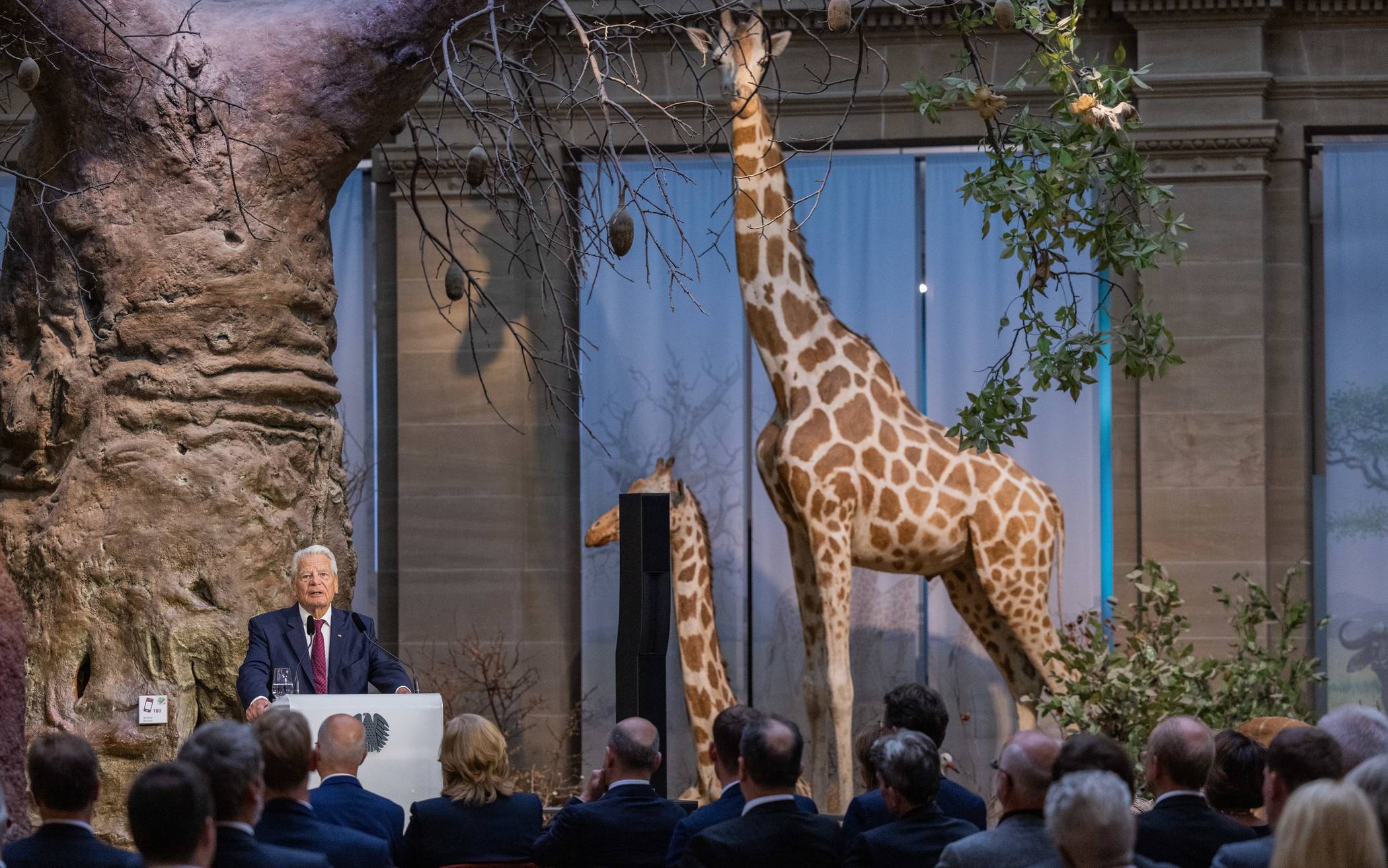 Feierstunde zu 75 Jahren Parlamentarischer Rat im Jahr 2023: Vor Bundespräsident a.D. Joachim Gauck müssen sich die Giraffen nicht verstecken.