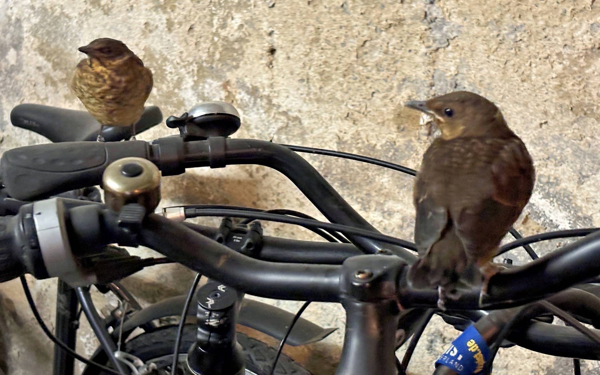  Die beiden kleinen Amseln sind aus dem Nest gefallen und bevölkern nun vor dem Flüggewerden eine Garage. 
