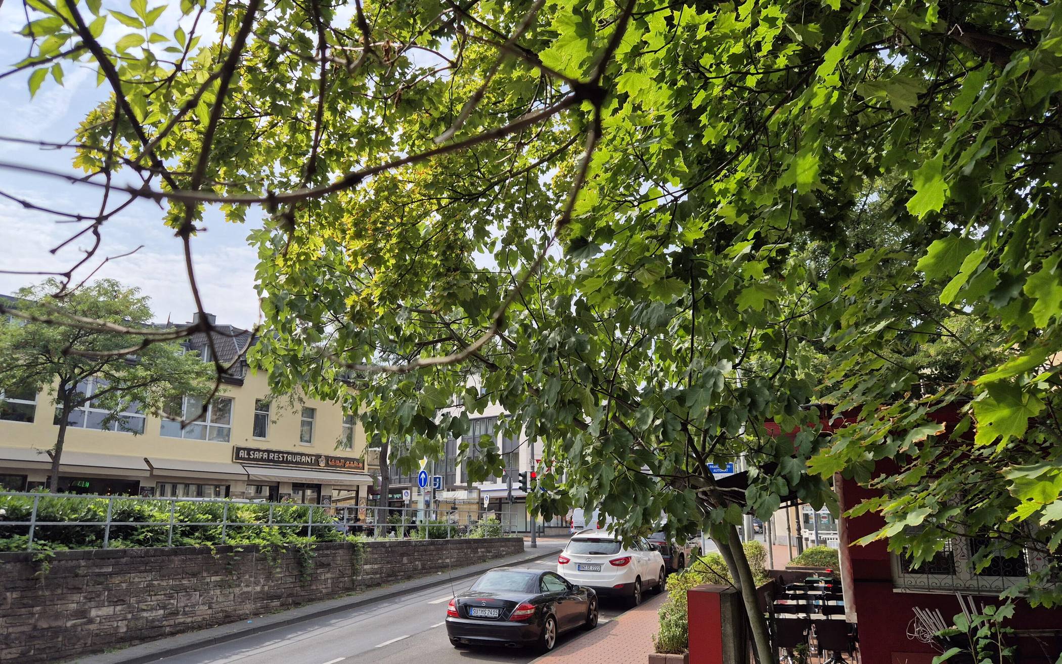  Der mutmaßliche Verursacher: der Feigenbaum vor dem Kooki Asian Kitchen, um dessen Zweige sich besonders viele Wespen tummeln. 