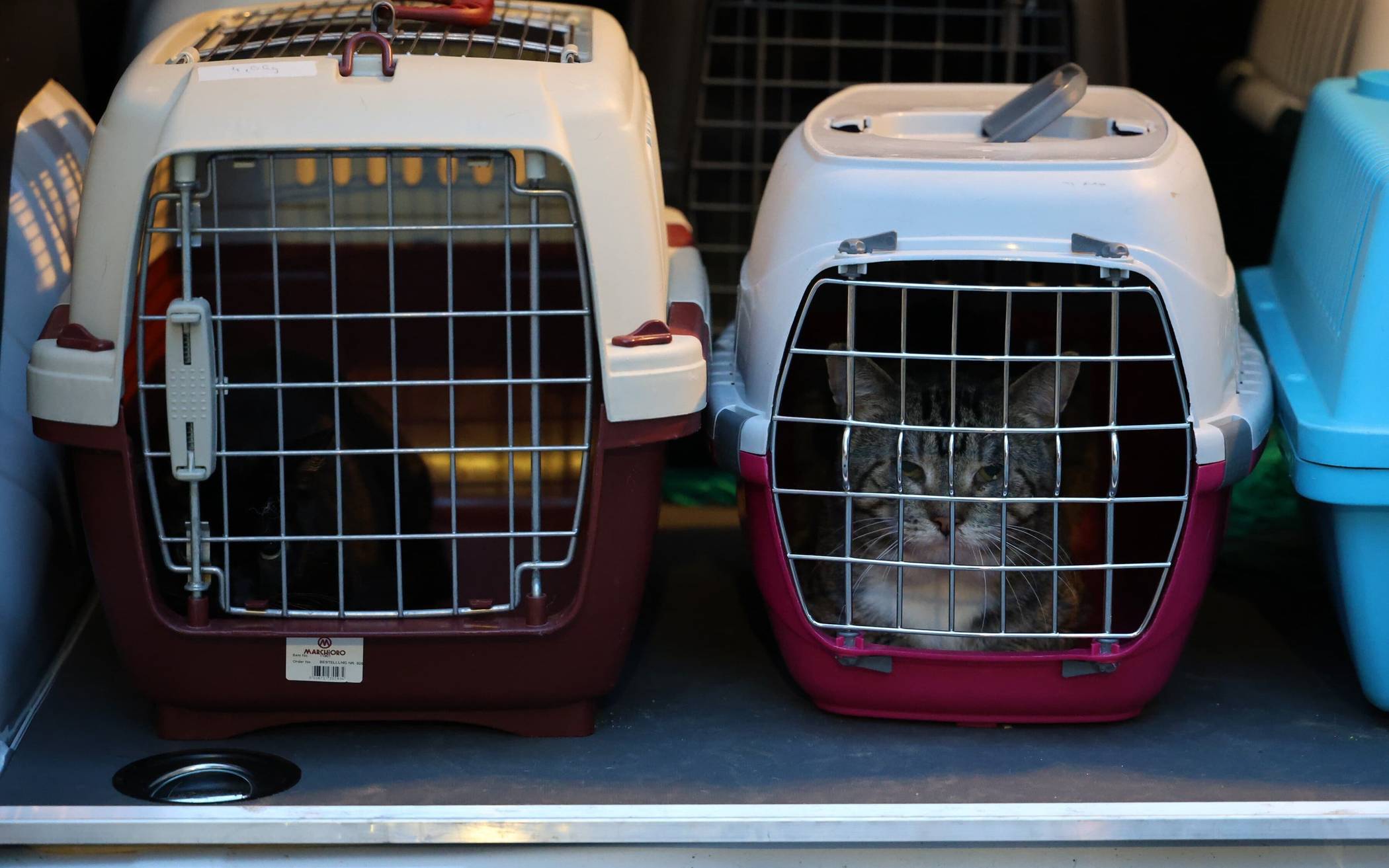 Der Transport der Katzen aus der überfüllten Wohnung ins Tierheim dauerte bis in den späten Abend.