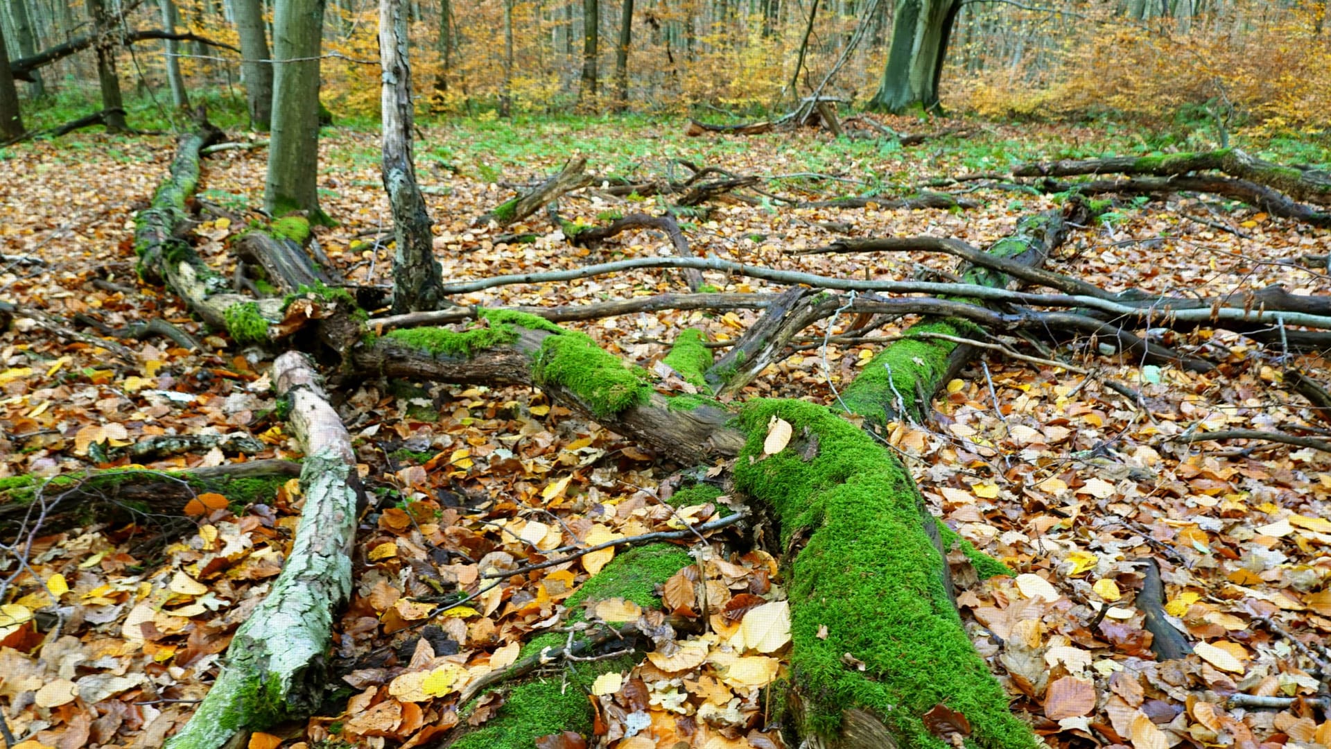 Wald bei Hannover (Symbolbild): Der Hochsitz befindet sich in der Nähe von Wettmar (Region Hannover).