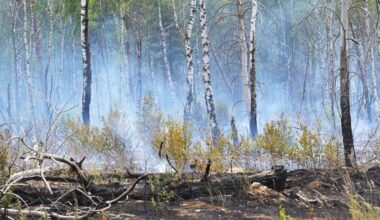 Waldbrand bei Bernau – Warnung der Feuerwehr