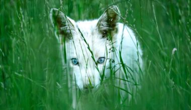 Fotograf entdeckt seltenen weißen Fuchs bei München – Sichtung ist „echte Seltenheit“