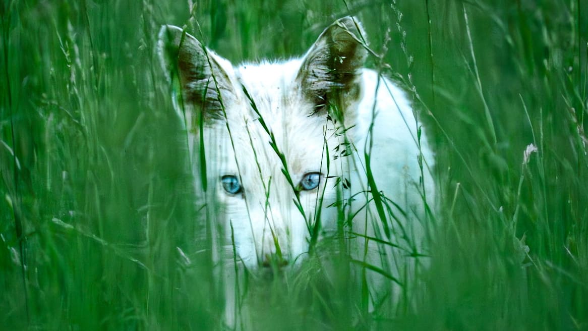 Fotograf entdeckt seltenen weißen Fuchs bei München – Sichtung ist „echte Seltenheit“