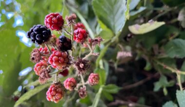 Kann ich wilde Brombeeren bedenkenlos pflücken und essen?