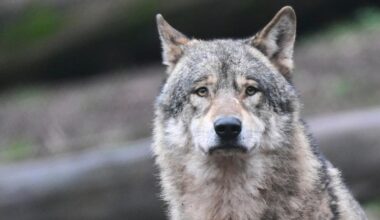 Bundesregierung bewertet Wolfspopulation neu - Abschuss rückt näher