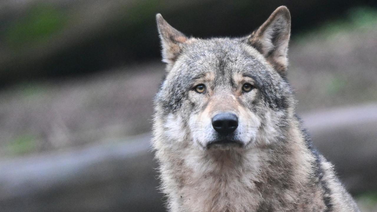 Bundesregierung bewertet Wolfspopulation neu - Abschuss rückt näher