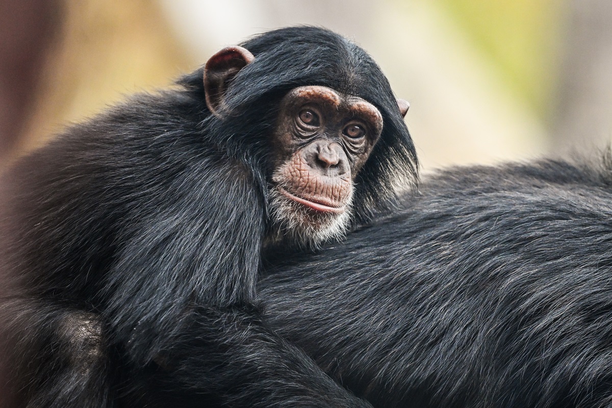 Tierpark Bochum