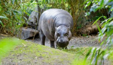 Zoo Duisburg: Besucher reiben sich die Augen - es ist nicht zu übersehen