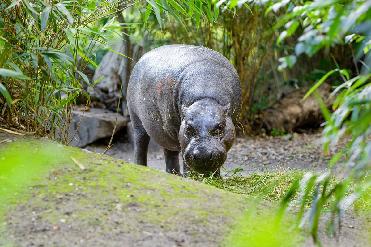 Zoo Duisburg: Besucher reiben sich die Augen - es ist nicht zu übersehen