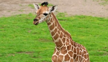 Mini-Giraffe stakst durch Zoo-Savanne in Leipzig