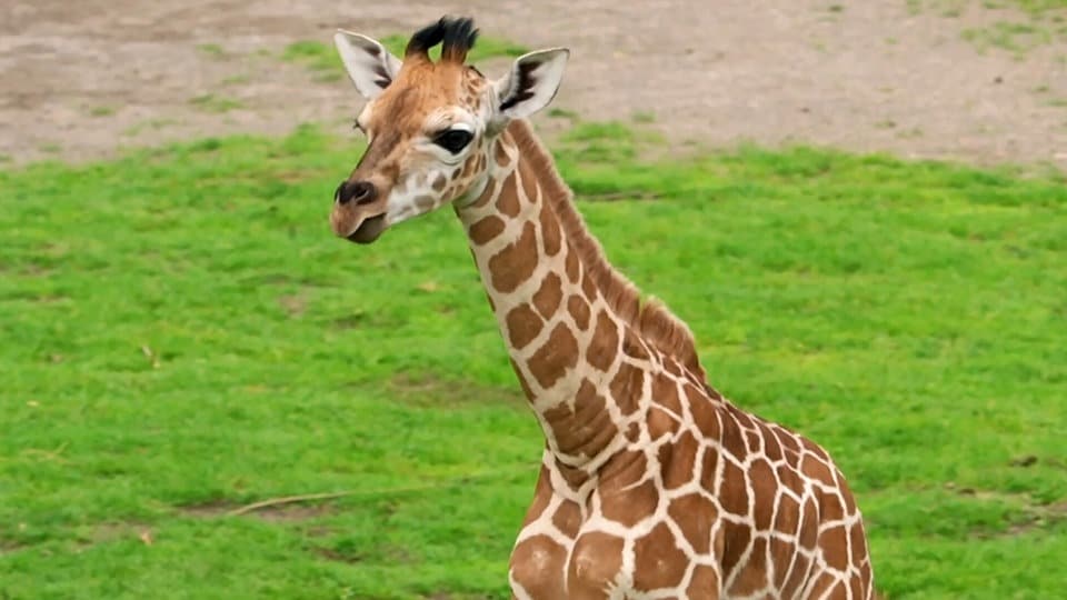 Mini-Giraffe stakst durch Zoo-Savanne in Leipzig