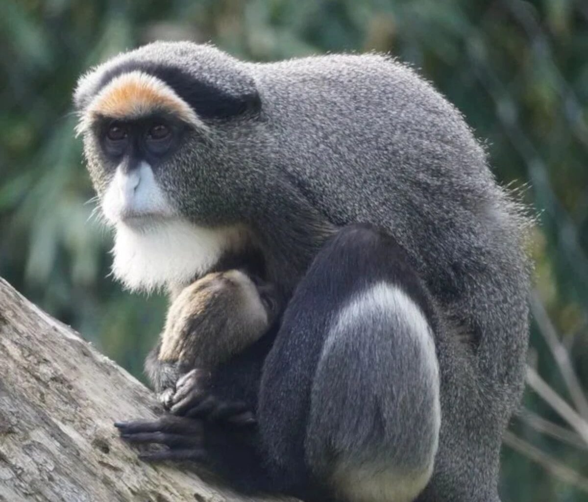 Pfleger schauen im Zoo Hannover auf Jungtiere - erst da zeigt es sich