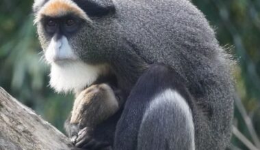 Pfleger schauen im Zoo Hannover auf Jungtiere - erst da zeigt es sich