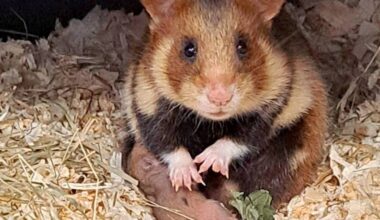 Gelsenkirchener Zoo trägt zum Artenschutz bei