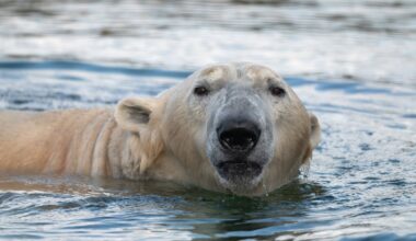 Entdeckung im Eisbären-Gehege! Pfleger im Zoom Gelsenkirchen sind baff