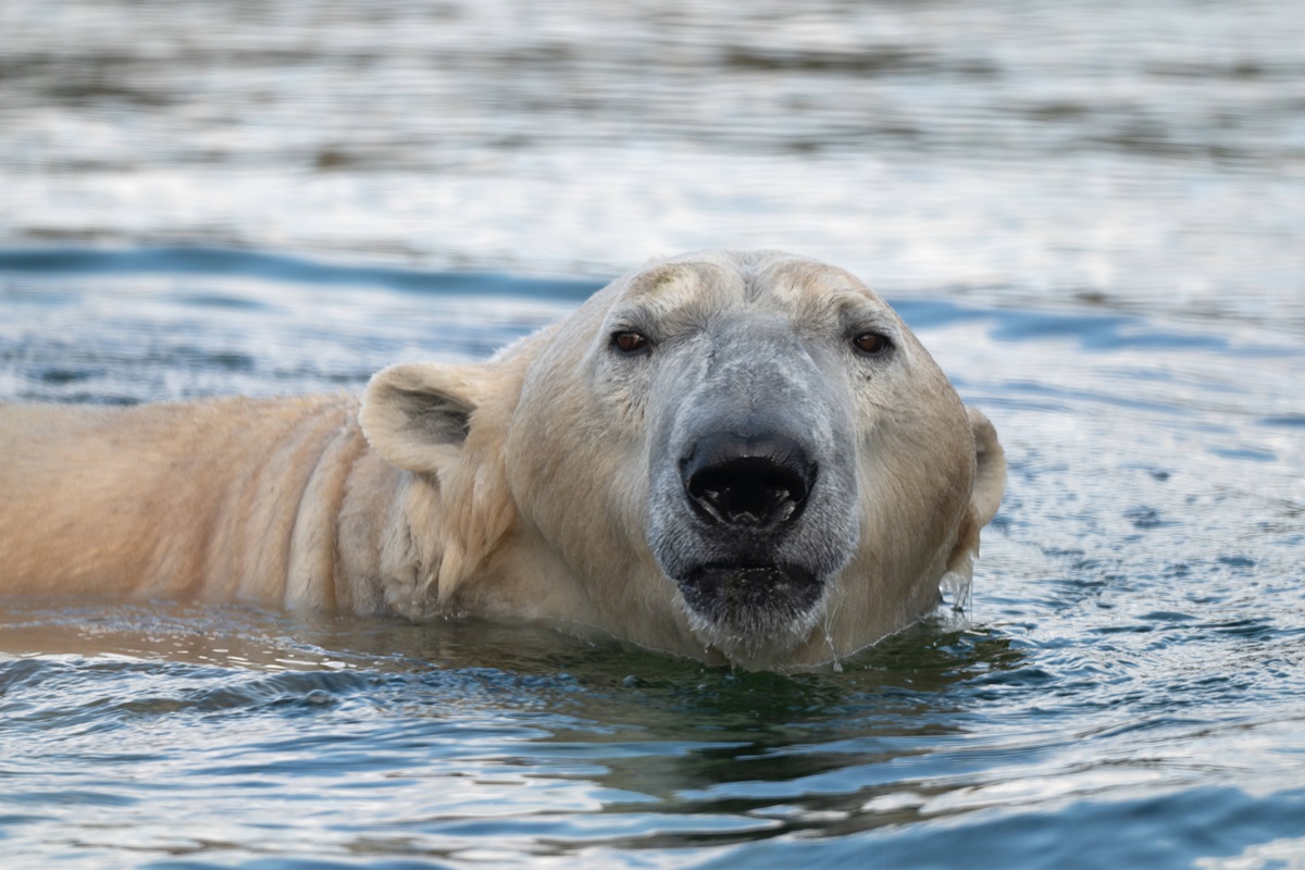 Entdeckung im Eisbären-Gehege! Pfleger im Zoom Gelsenkirchen sind baff