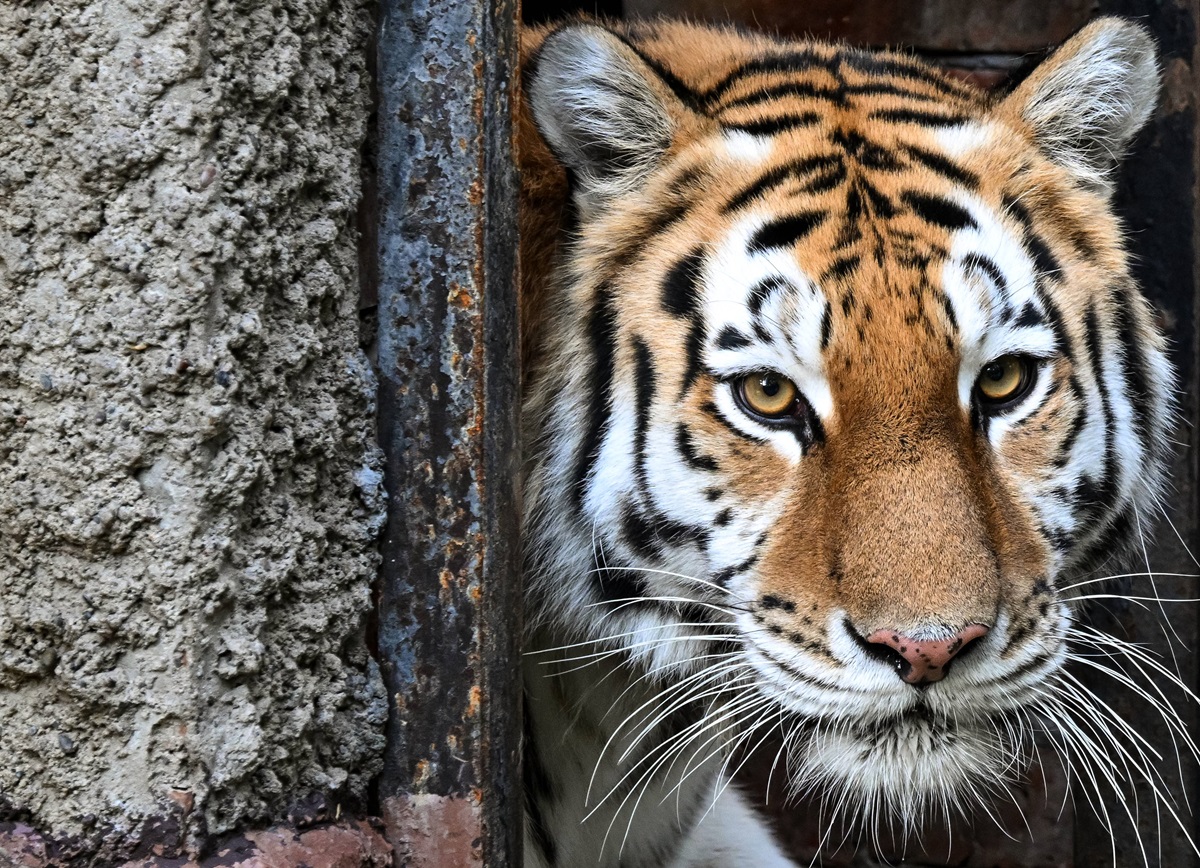 Neuer Tiger! Zoom Gelsenkirchen ergreift Sicherheitsmaßnahmen- DerWesten.de