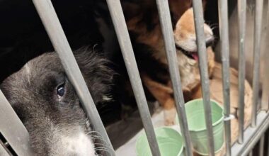 HZA-A: Zoll stoppt Hundetransport | Presseportal