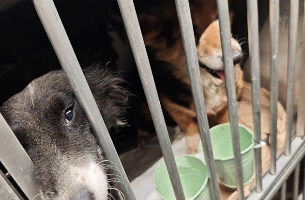 HZA-A: Zoll stoppt Hundetransport | Presseportal