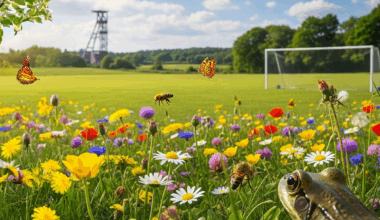 Aktion Klimabäume in Essen: Jetzt mitmachen!
