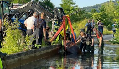Bielefelder Feuerwehr rettet Pferd aus Notlage