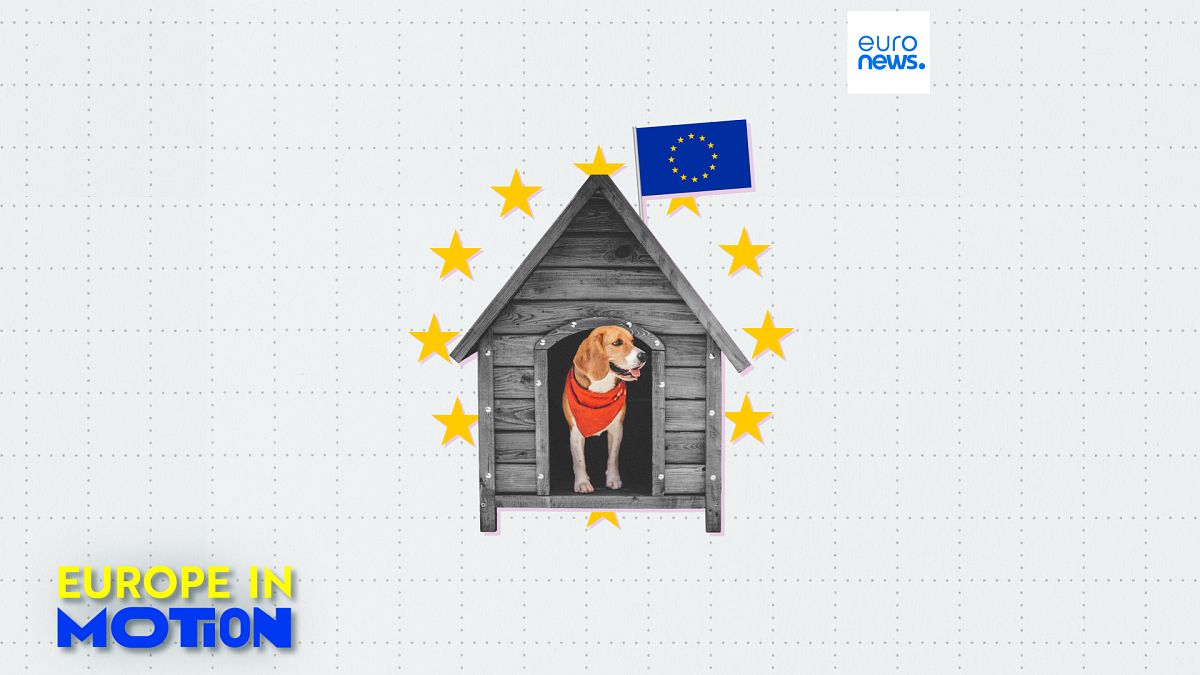 Hunde als Haustiere: Wo in der EU ist der beste Freund des Menschen am beliebtesten?