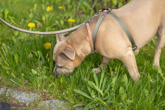 Für den Hundehalter sind die ausgelegten Giftköder oft kaum sichtbar.