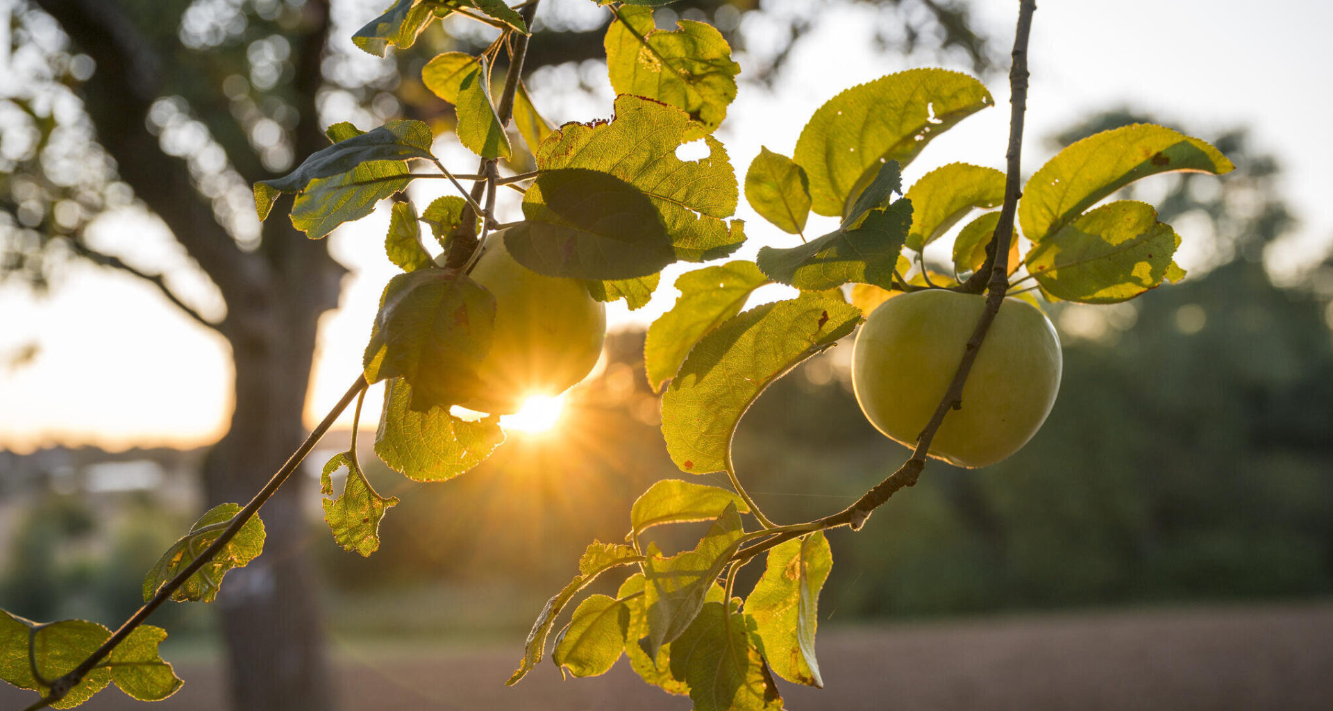 Wie viel Apfelsaft wird es in diesem Jahr? Ein Ort im Erzgebirge ist im Apfelfieber