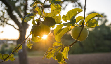 Wie viel Apfelsaft wird es in diesem Jahr? Ein Ort im Erzgebirge ist im Apfelfieber
