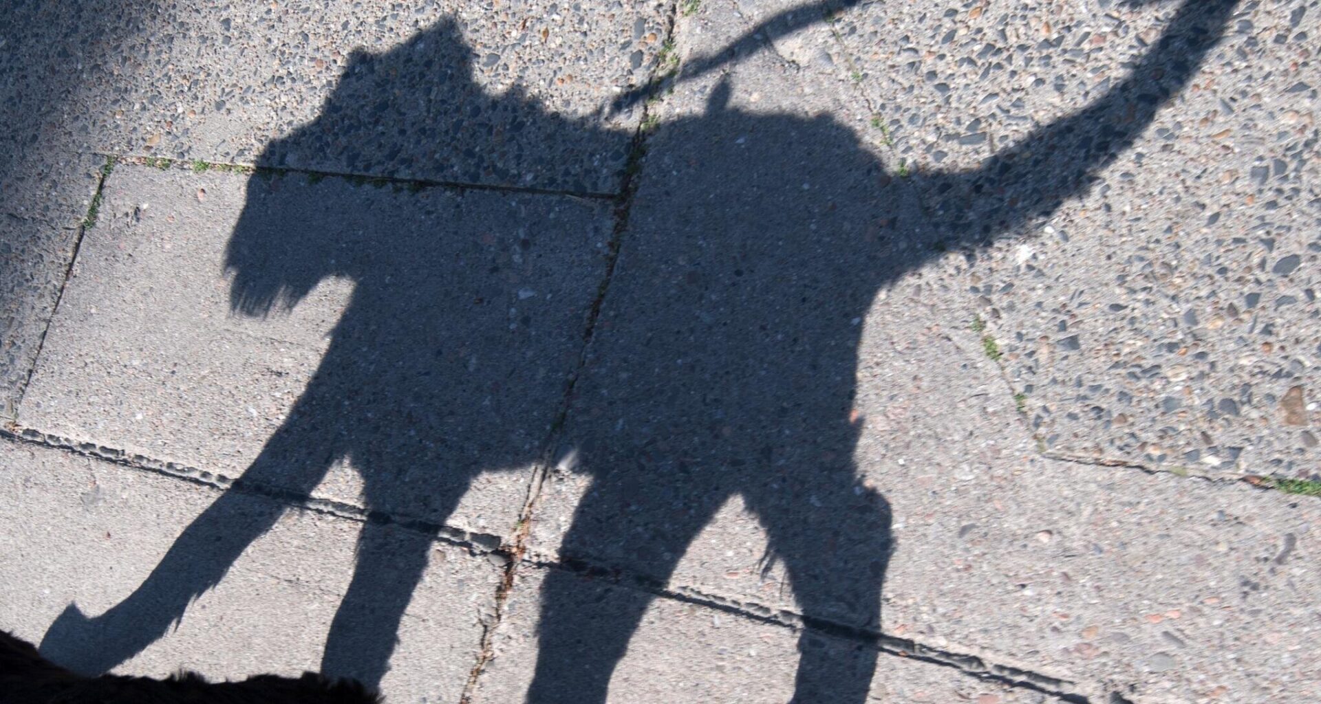 Hund wird von Auto angefahren und stirbt