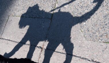 Hund wird von Auto angefahren und stirbt